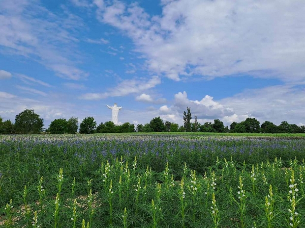 Widok na poletka z kwitnącym łubinem. W tle figura Chrystusa w Świebodzinie.