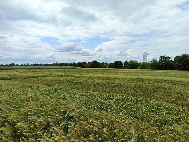 Widok na poletka z jęczmieniem. W tle figura Chrystusa w Świebodzinie.