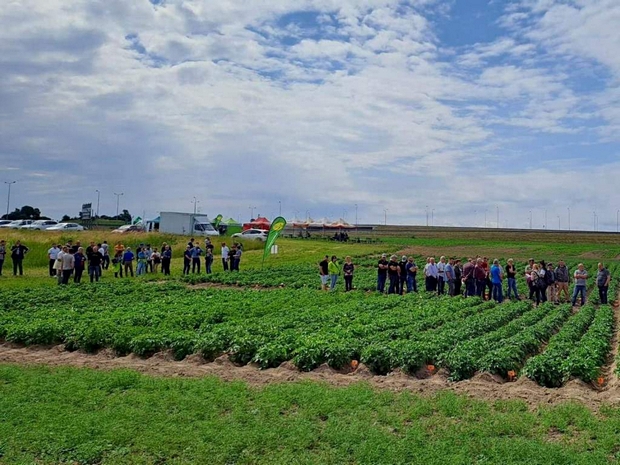 Dwie grupy zwiedzających na poletkach doświadczalnych z ziemniakami.