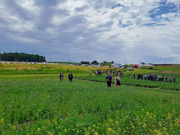 Poletka z międzyplonami, w  tle poletka z ziemniakami. Między poletkami przechadzają się uczestnicy spotkania